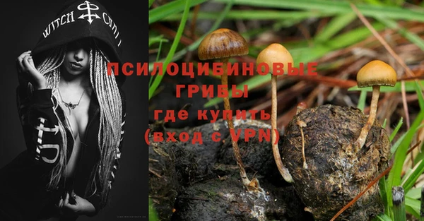 стаф Аркадак